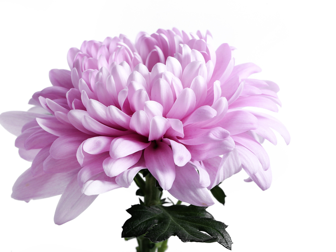 Крупный розовый цветок хризантемы на белом фоне