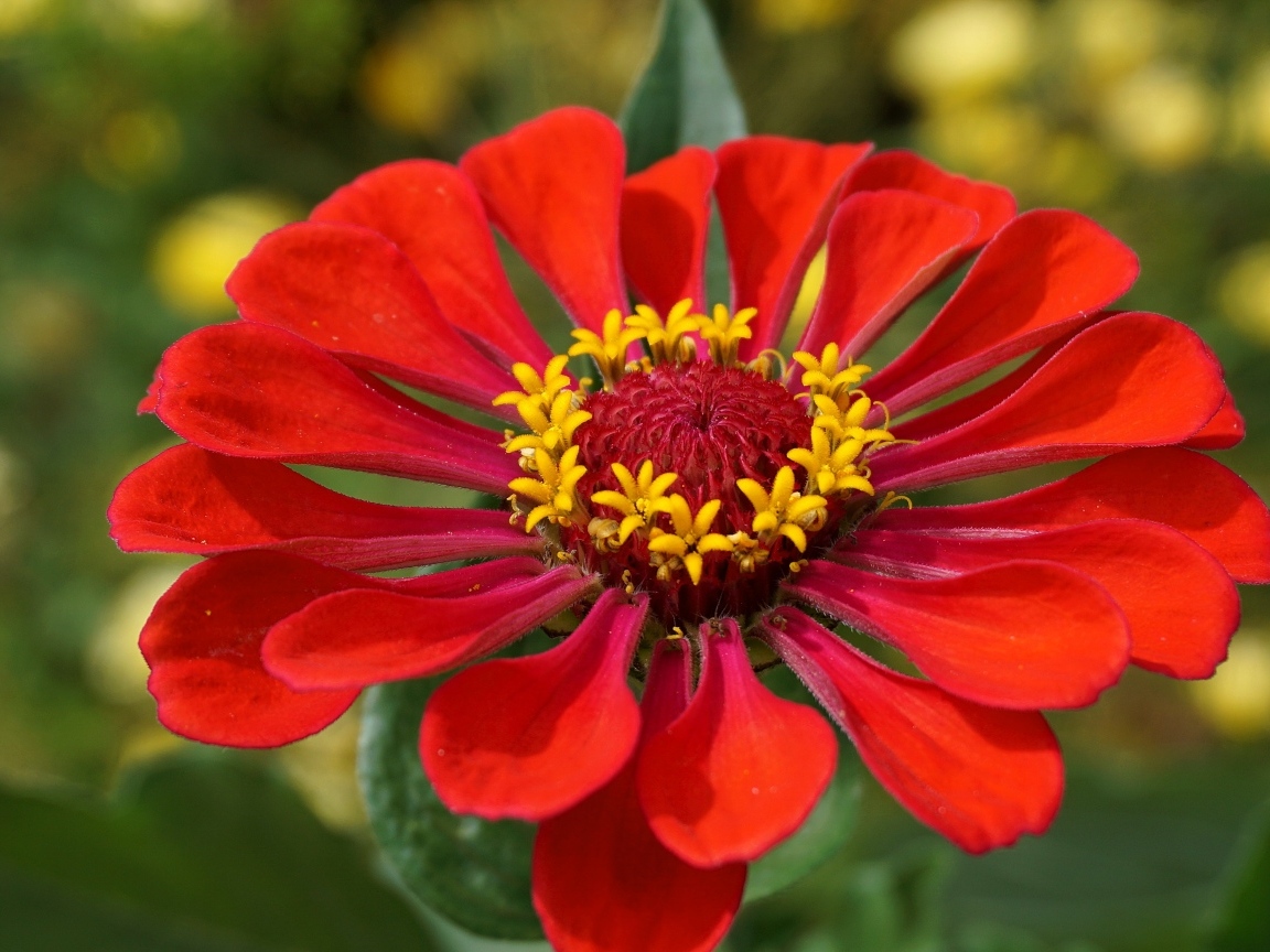 Большой красный цветок цинния