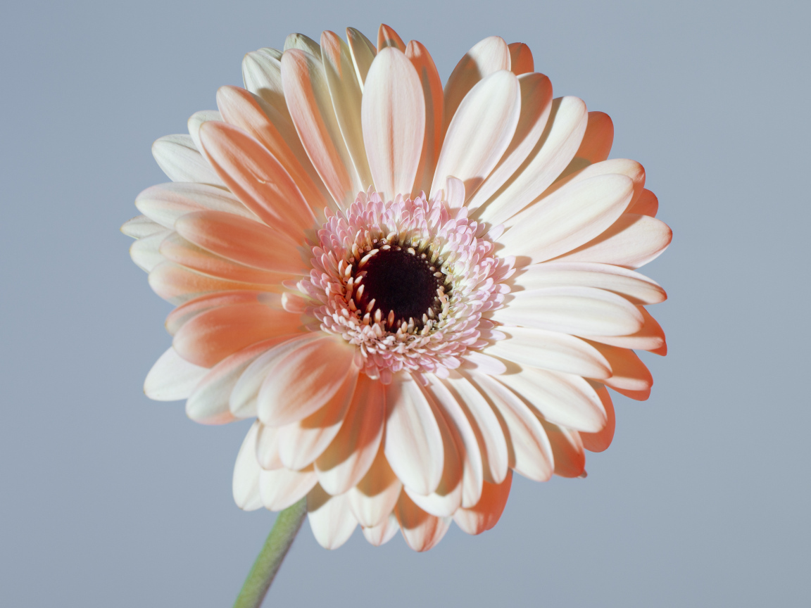 Крупная белая гербера на сером фоне