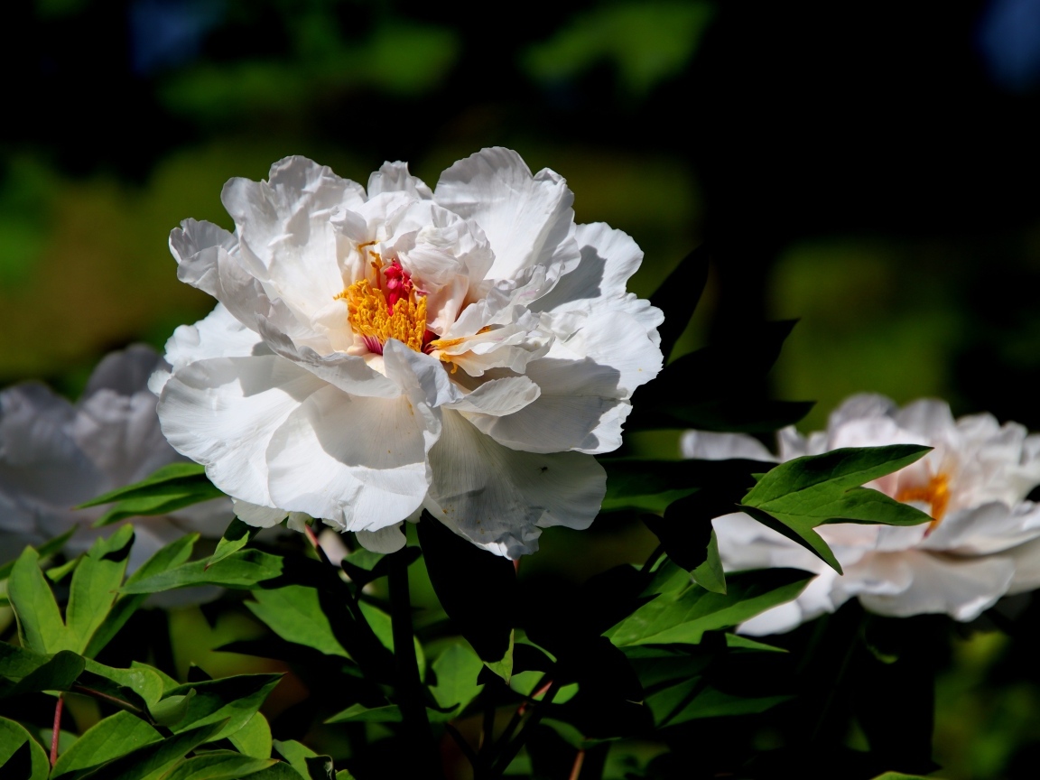 Большой белый пион крупным планом