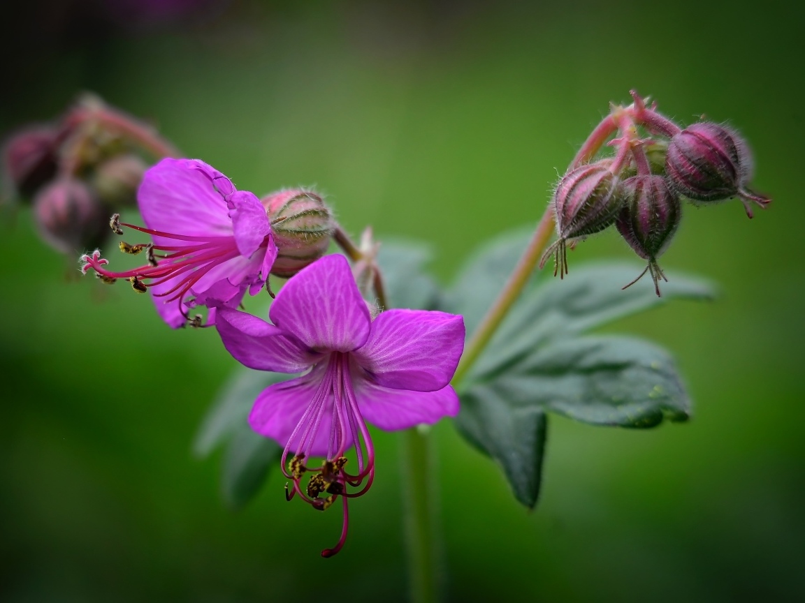 Сиреневые садовые цветы на зеленом фоне