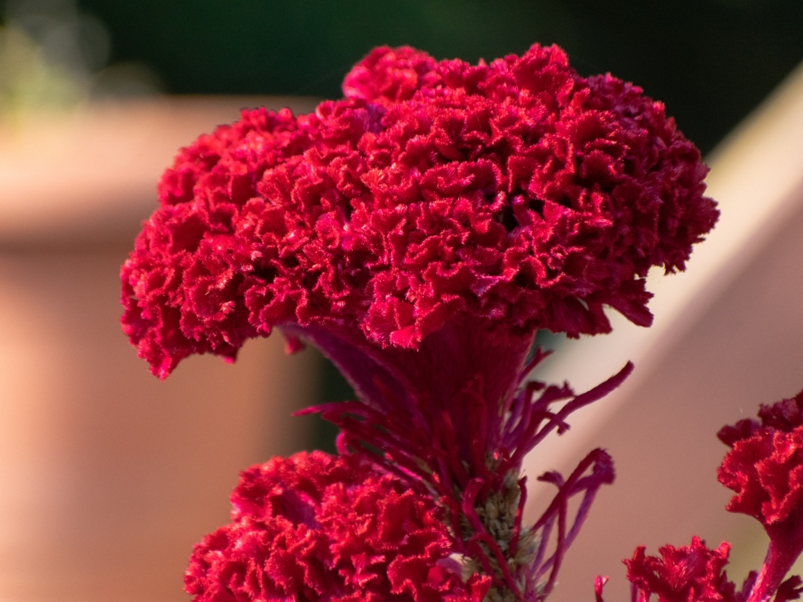 Пышный красный цветок крупным планом