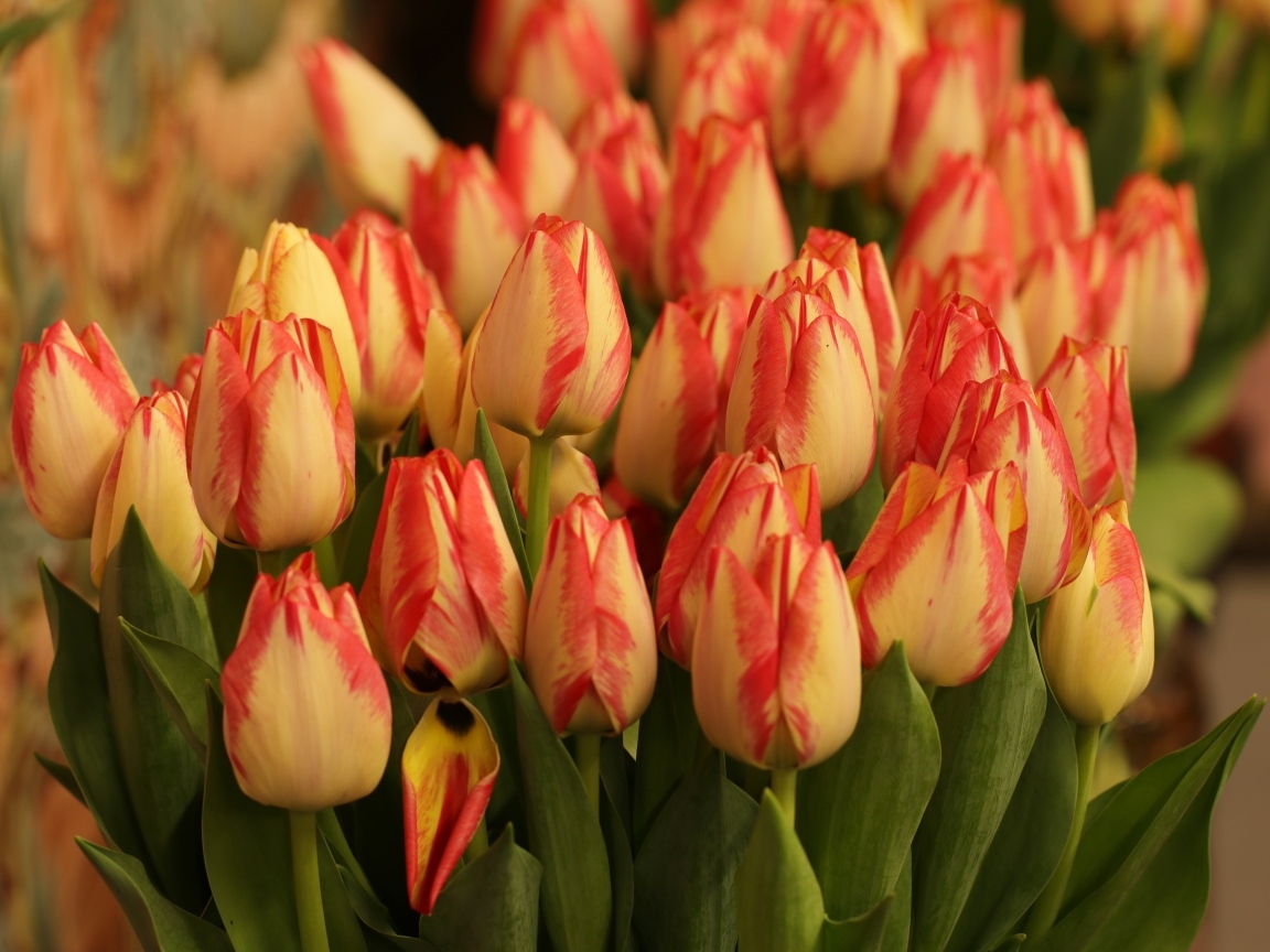 Много оранжевых тюльпанов крупным планом