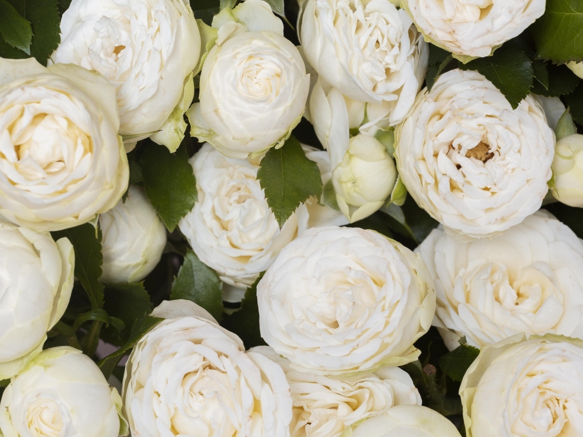 Много белых садовых роз крупным планом