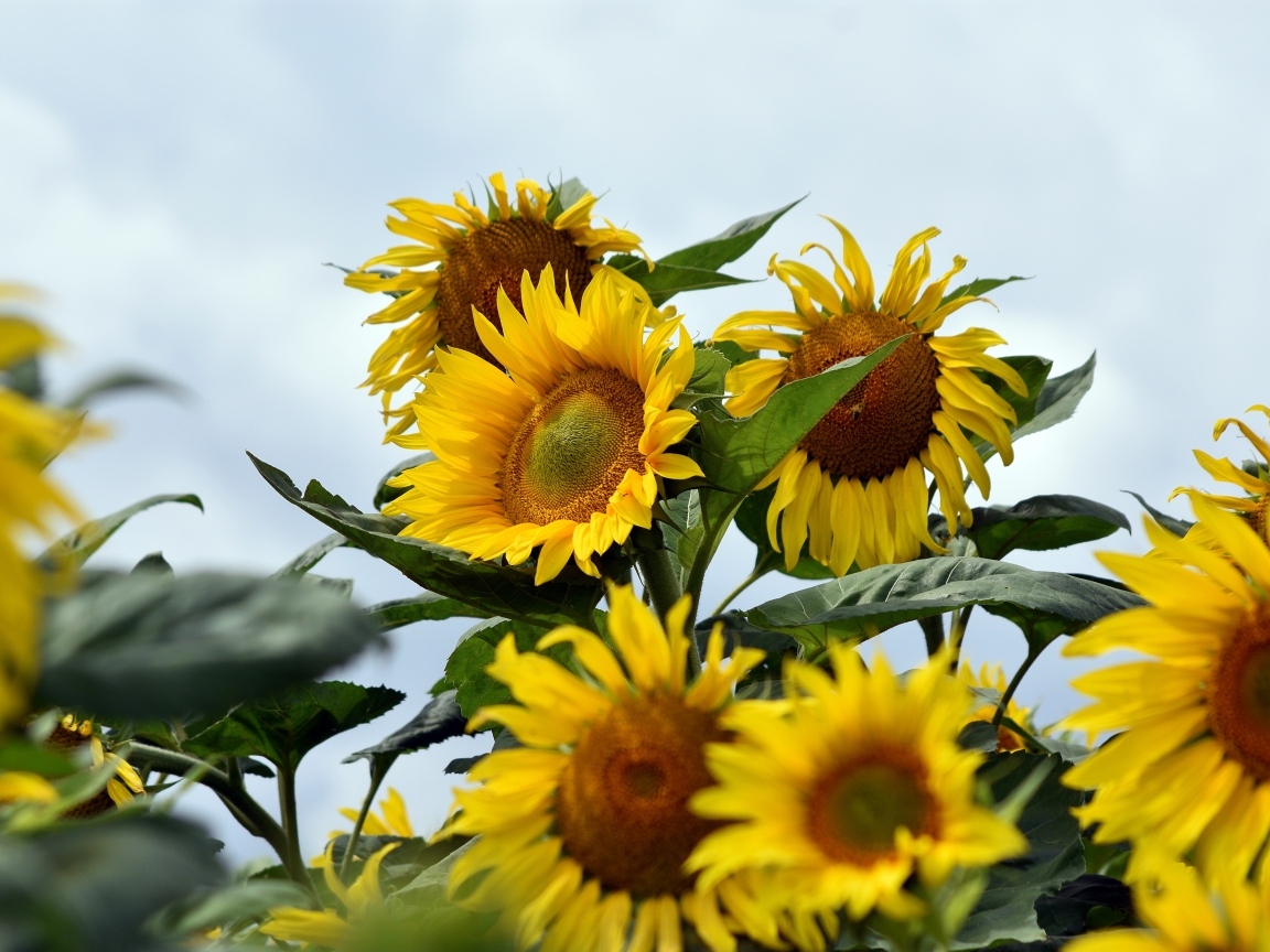 Много желтых подсолнухов на поле летом