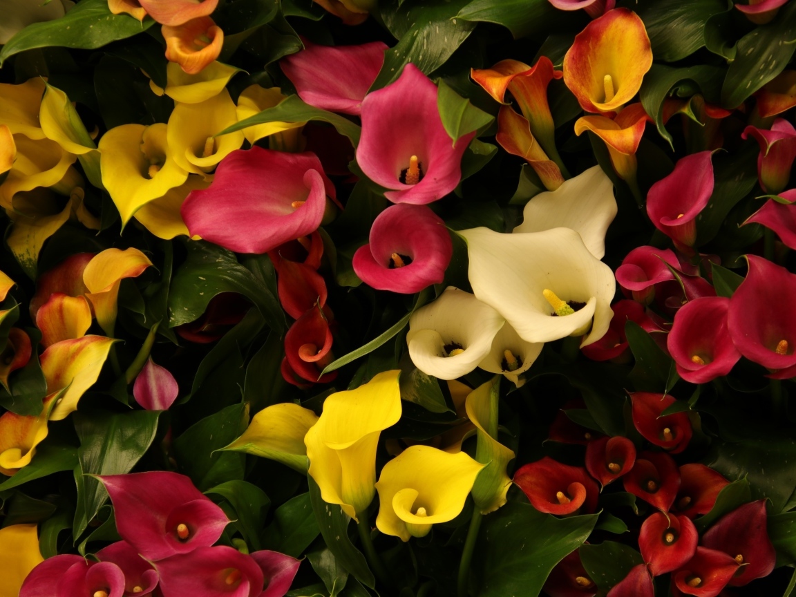 Разноцветные каллы крупным планом