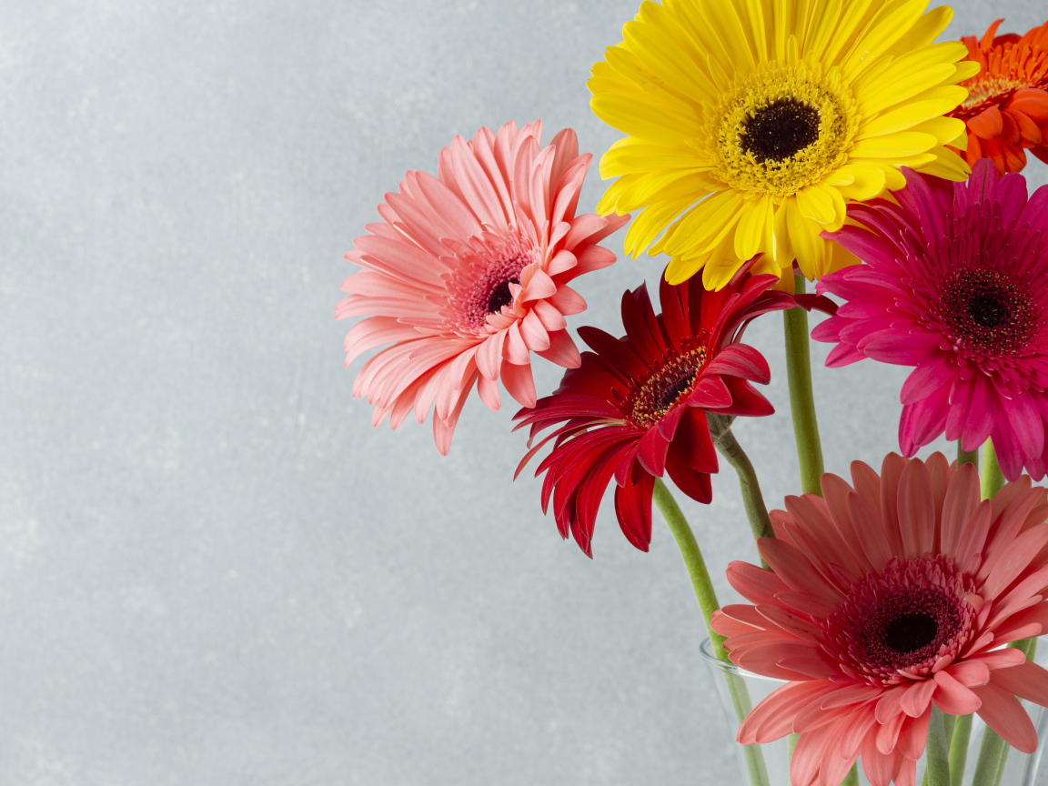 Разноцветные герберы на сером фоне крупным планом