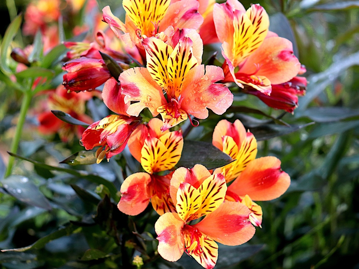 Оранжевые цветы альстромерия крупным планом