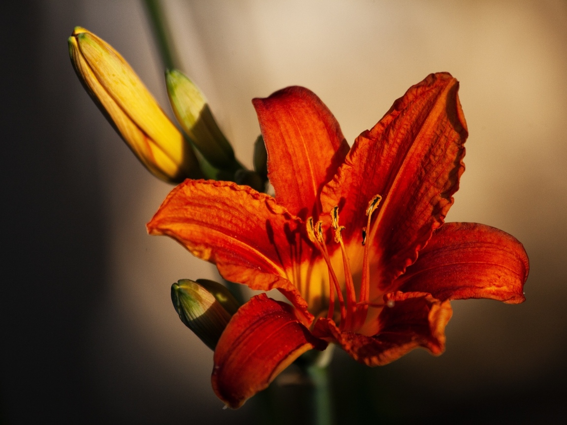 Оранжевый цветок лилейника с бутоном крупным планом