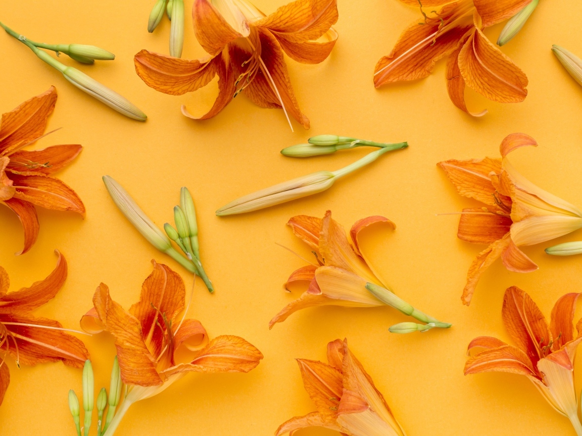 Оранжевые цветы лилейника на желтом фоне