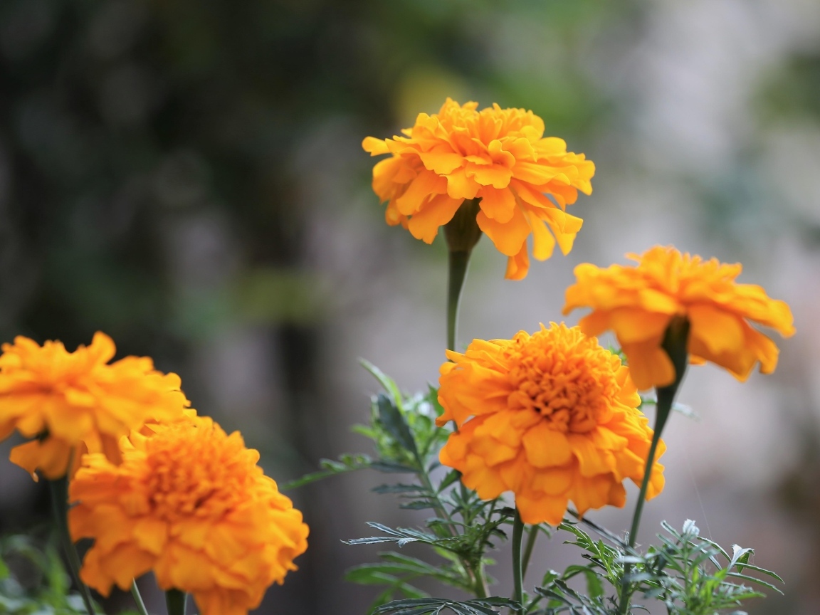 Оранжевые садовые цветы бархатцы