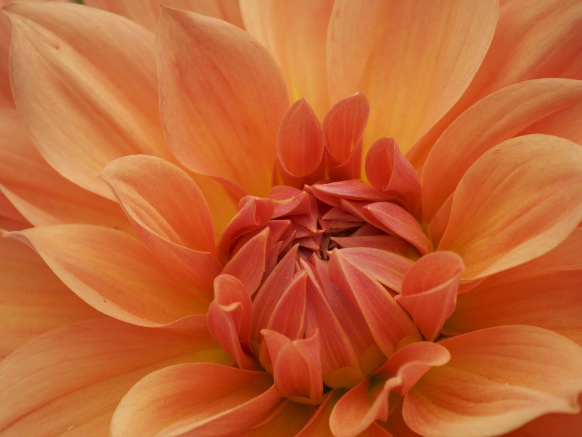 Оранжевый крупный цветок георгина крупным планом