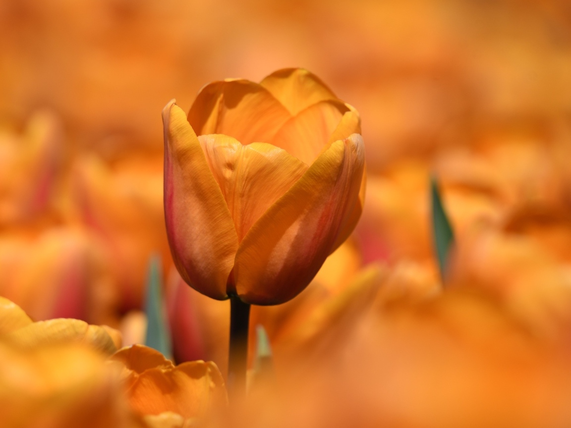 Оранжевый цветок тюльпана на клумбе крупным планом