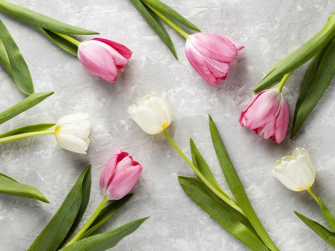 Розовые и белые тюльпаны на сером столе крупным планом