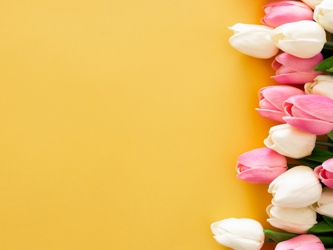 Розовые и белые тюльпаны на желтом фоне, шаблон для открытки