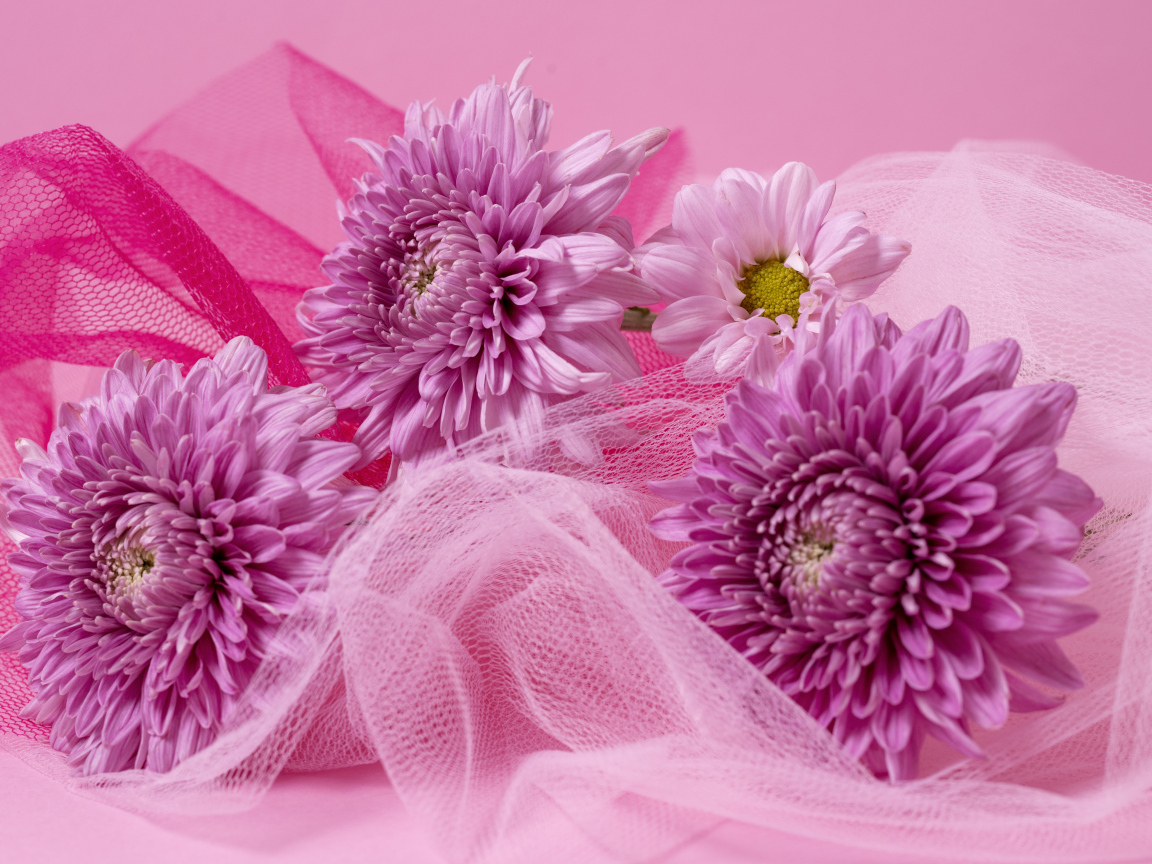 Розовые хризантемы и вуаль на розовом фоне
