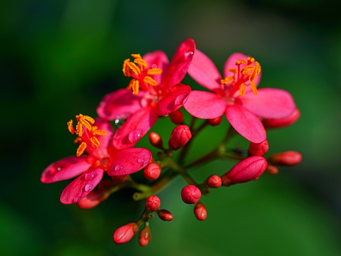 Розовые цветы на ветке на зеленом фоне