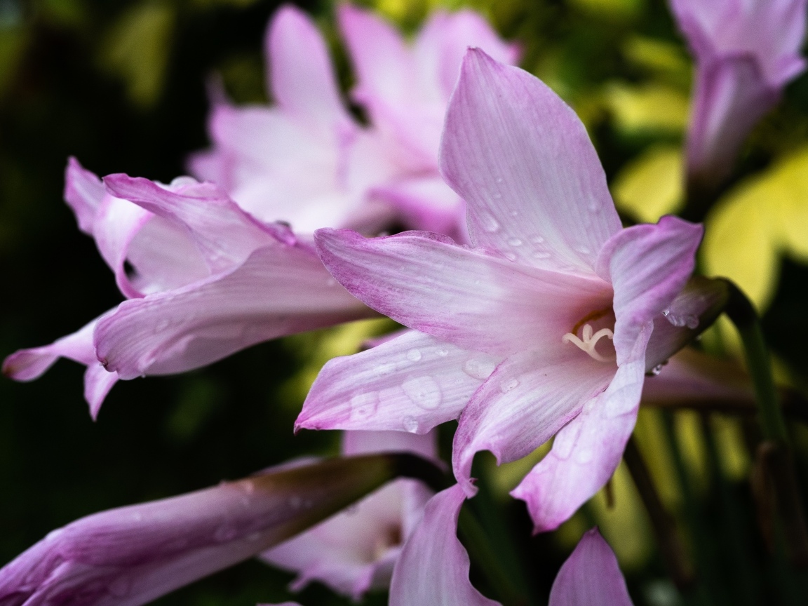 Розовые садовые лилии в каплях росы крупным планом