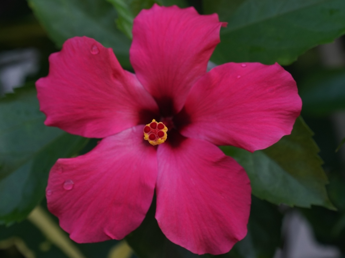 Розовый гибискус вид сверху