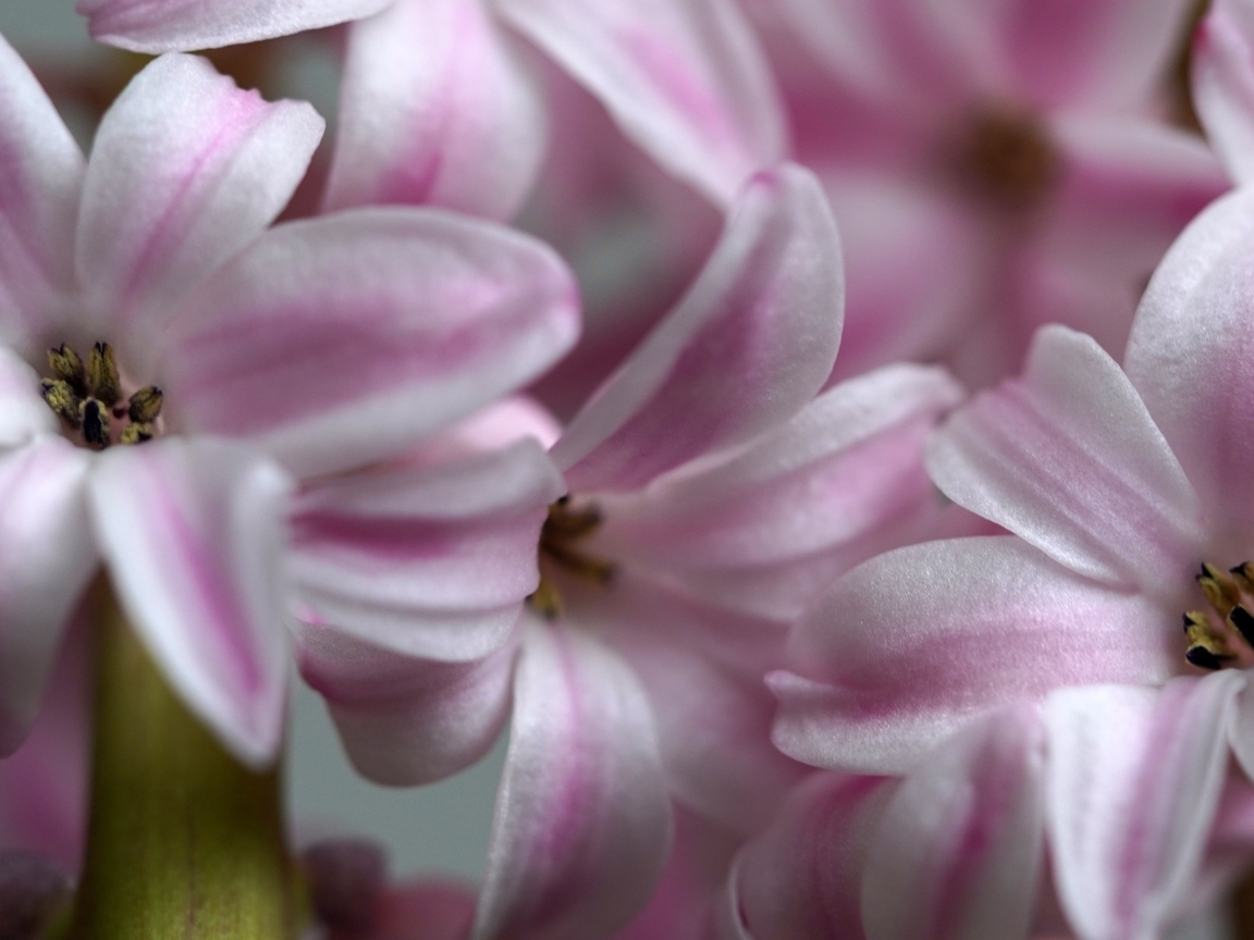 Розовые цветы гиацинта крупным планом