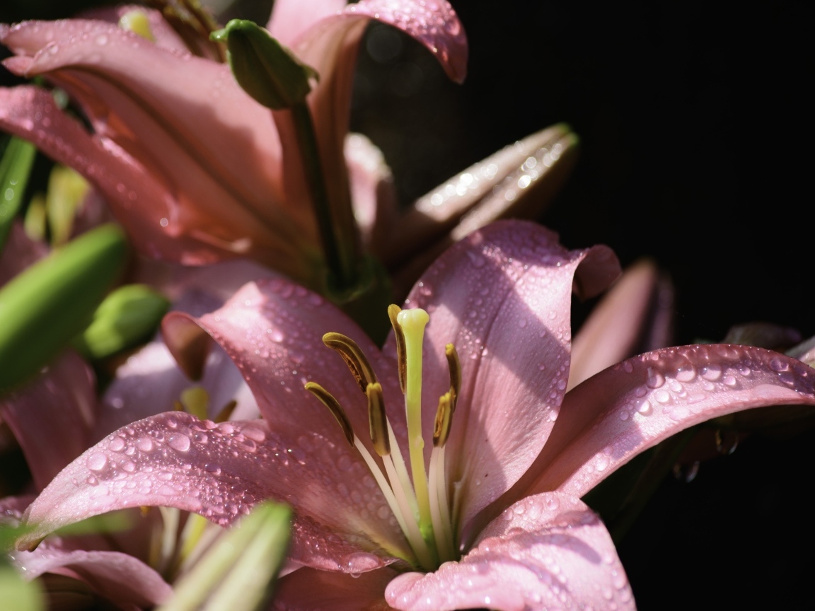 Розовые лилии с каплями росы на лепестках