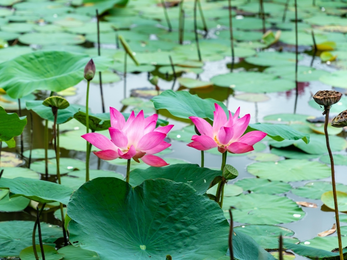 Розовые лотосы с большими зелеными листьями в воде