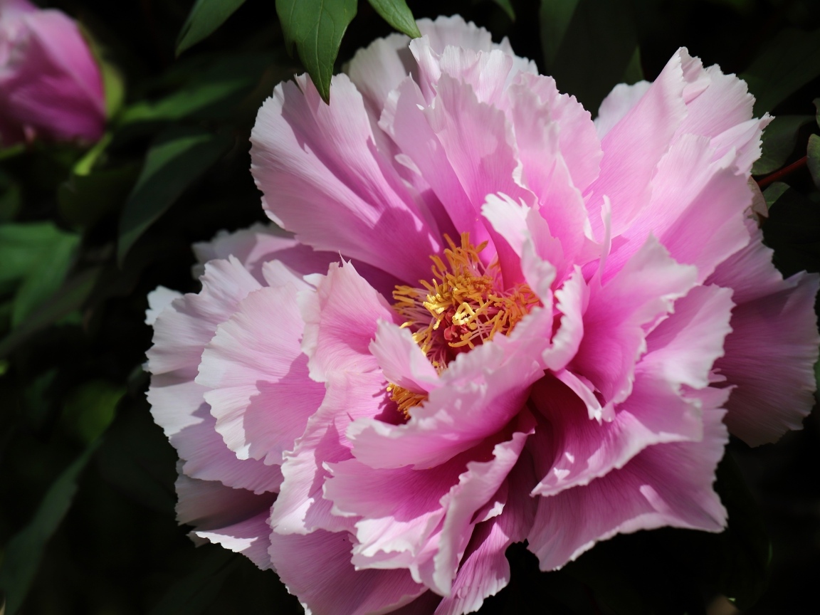 Розовый пышный садовый пион крупным планом