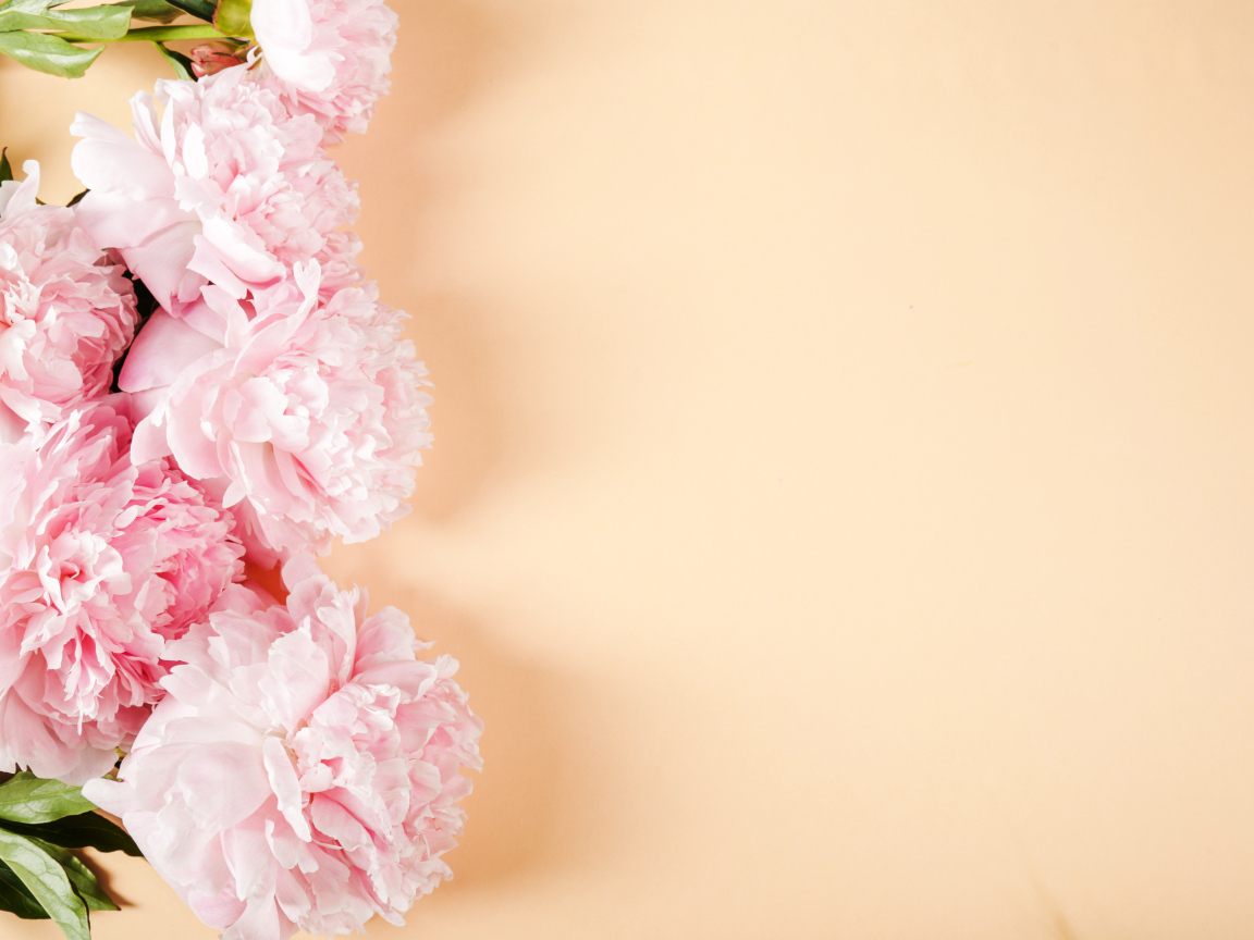 Розовые пионы на бежевом фоне,  шаблон 