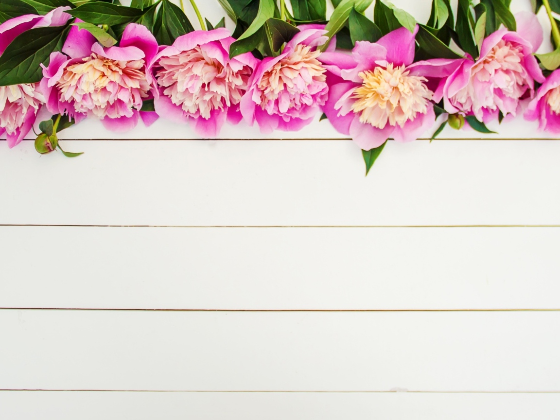 Розовые цветы пиона на белом деревянном фоне