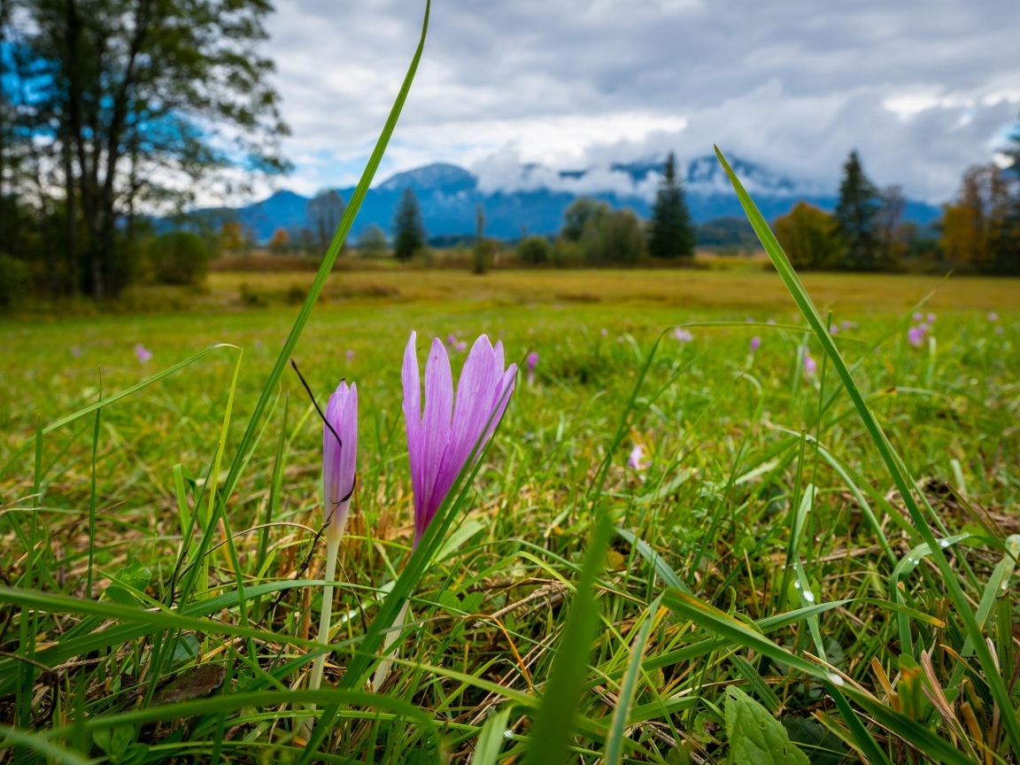 Розовые цветы шафрана на поле весной