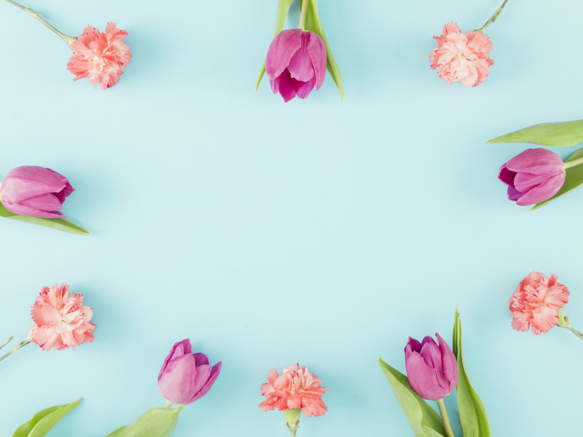 Розовые тюльпаны и гвоздики на голубом фоне, шаблон 