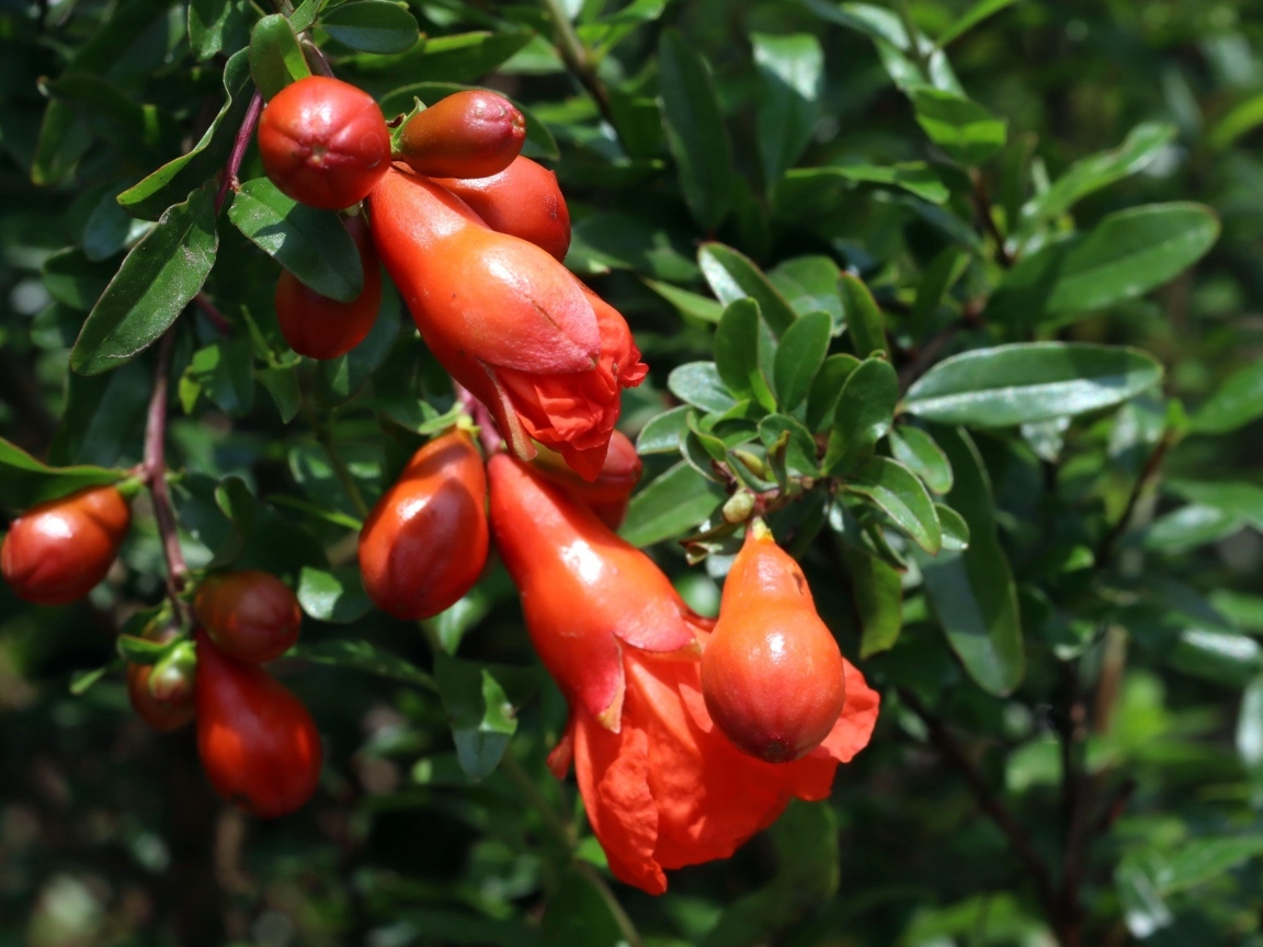 Цветы граната на ветке с зелеными листьями