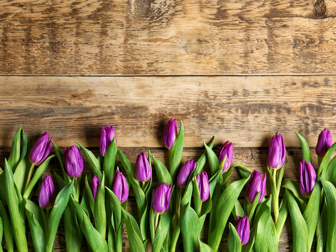 Фиолетовые тюльпаны на деревянном фоне