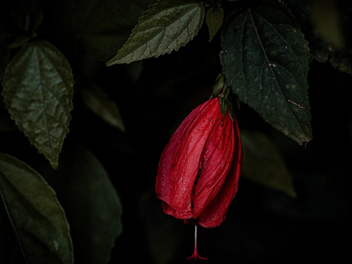 Красный цветок гибискуса в зеленых листьях