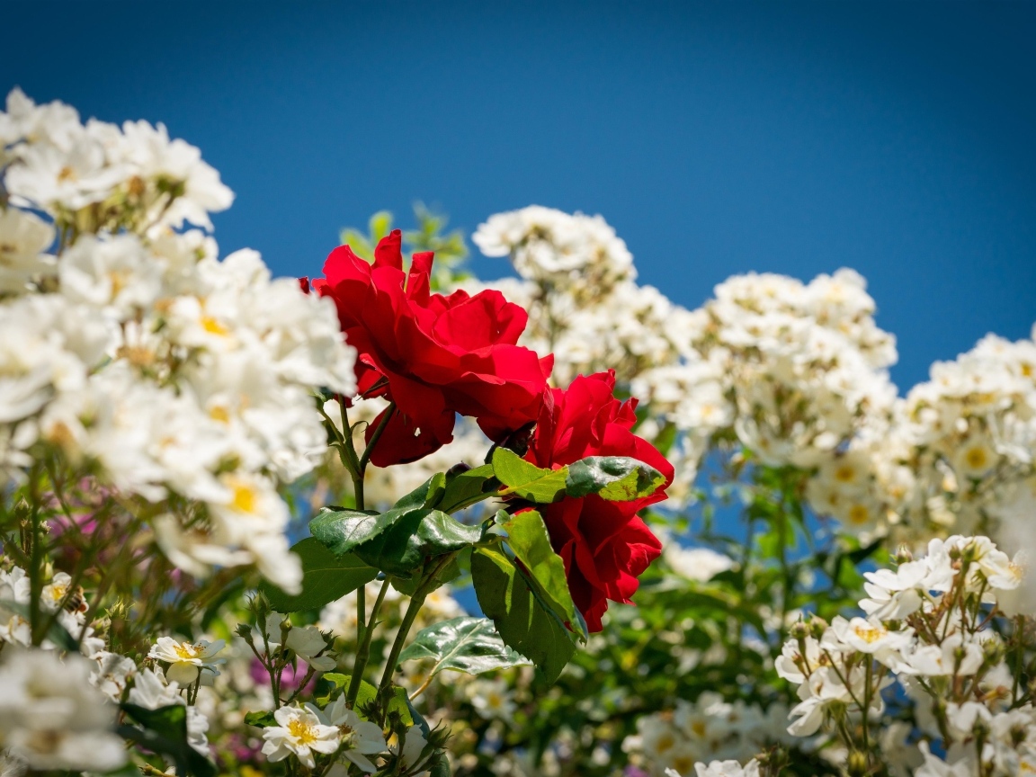 Красная парковая роза среди белых роз