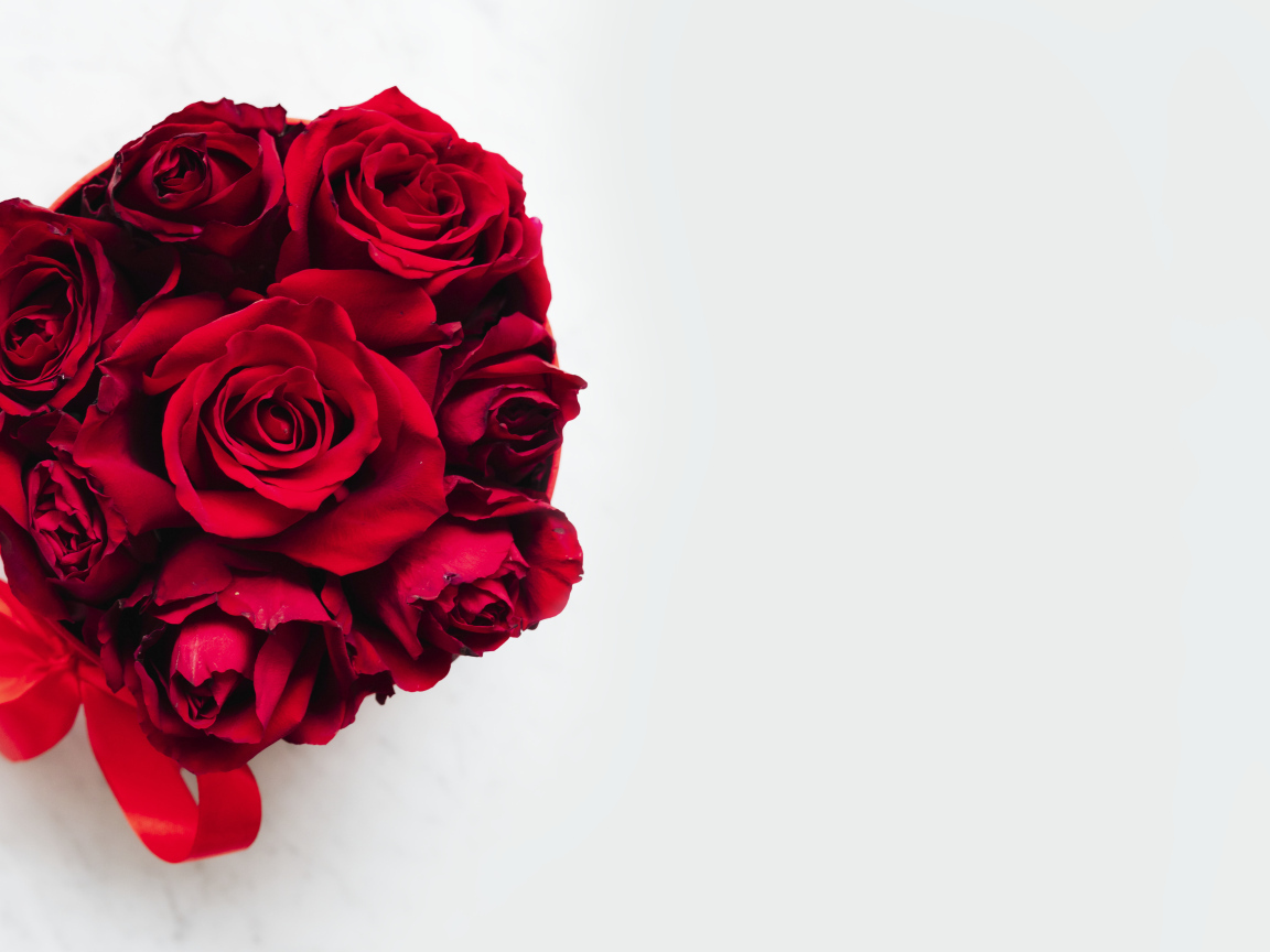 Красные розы в бантом из ленты на белом фоне