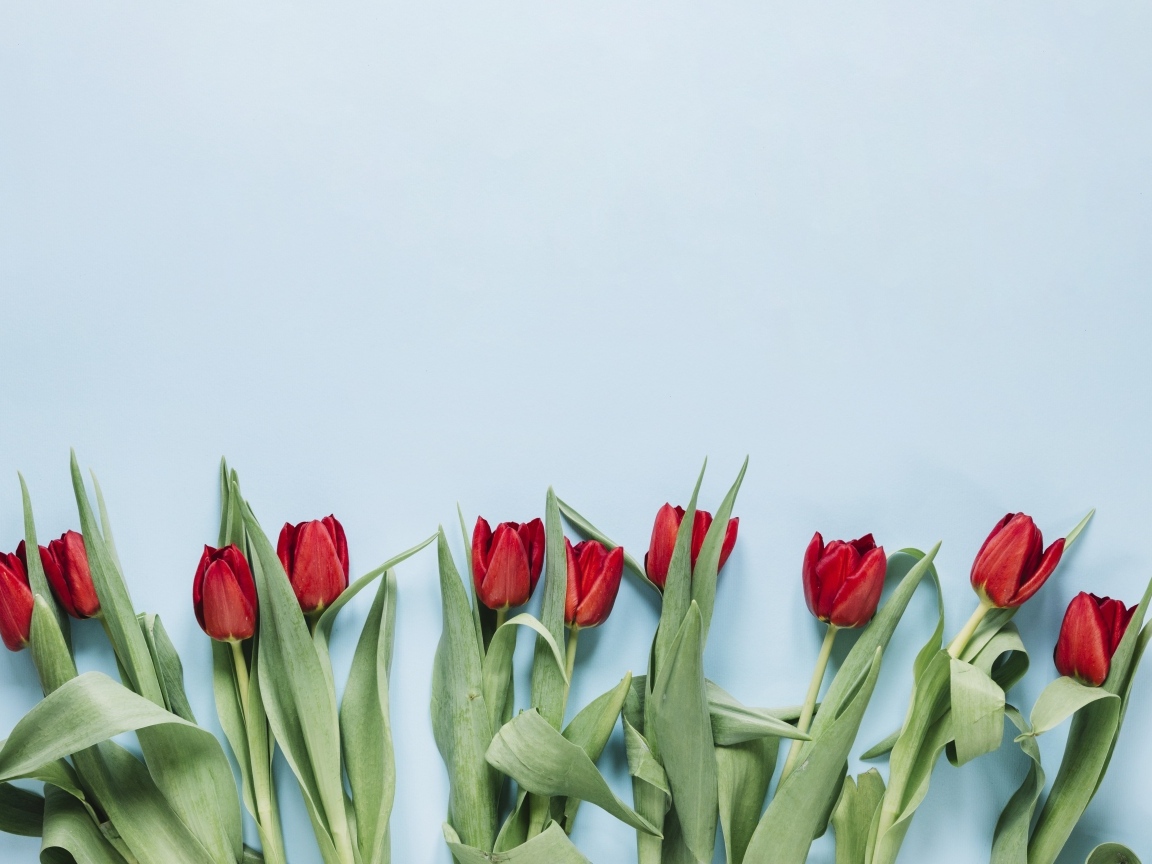 Красные тюльпаны разложены на голубом фоне