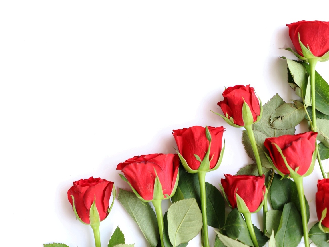 Романтические красные розы на белом фоне