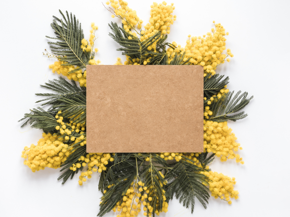 Лист бумаги с ветками мимозы на белом фоне