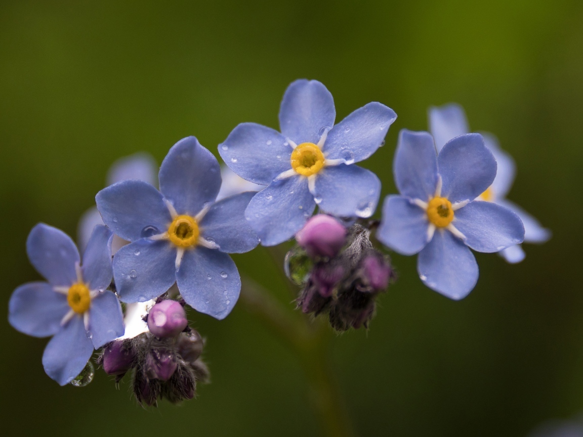 Мелкие синие цветы незабудка крупным планом