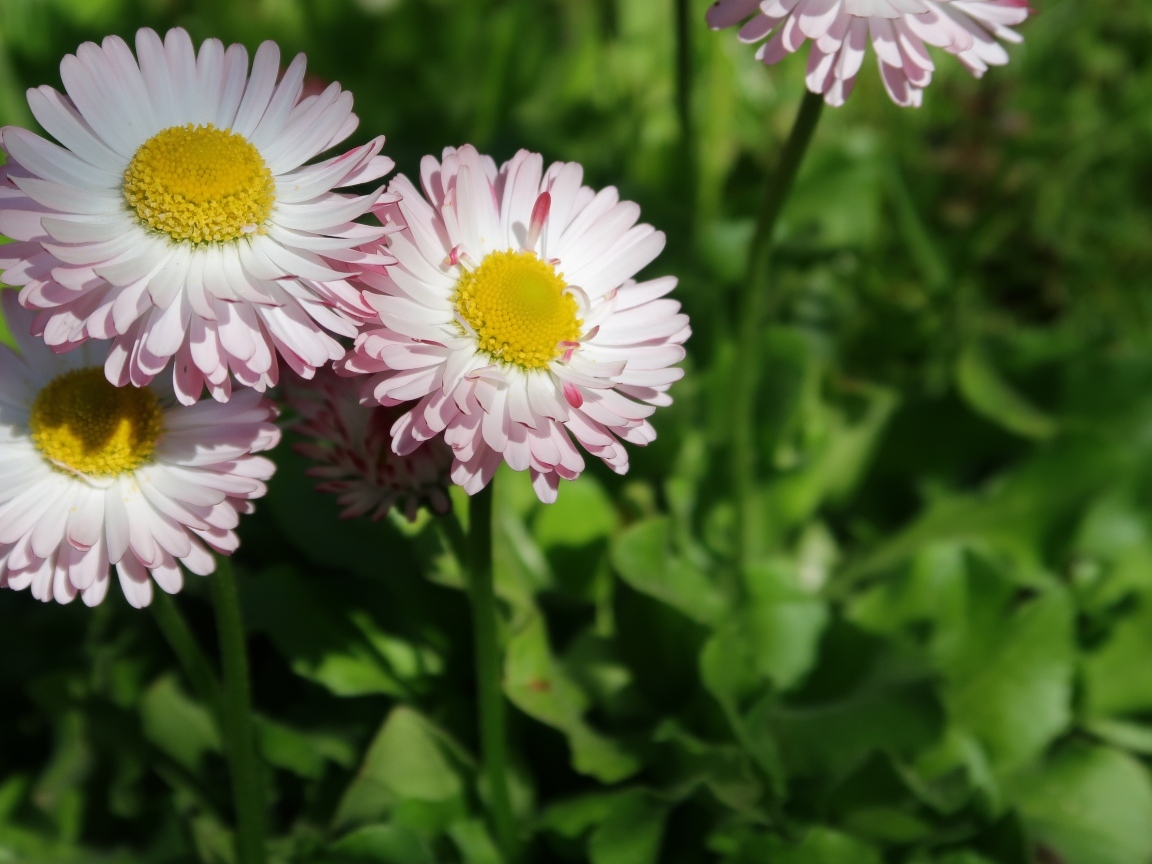 Маленькие розовые маргаритки крупным планом