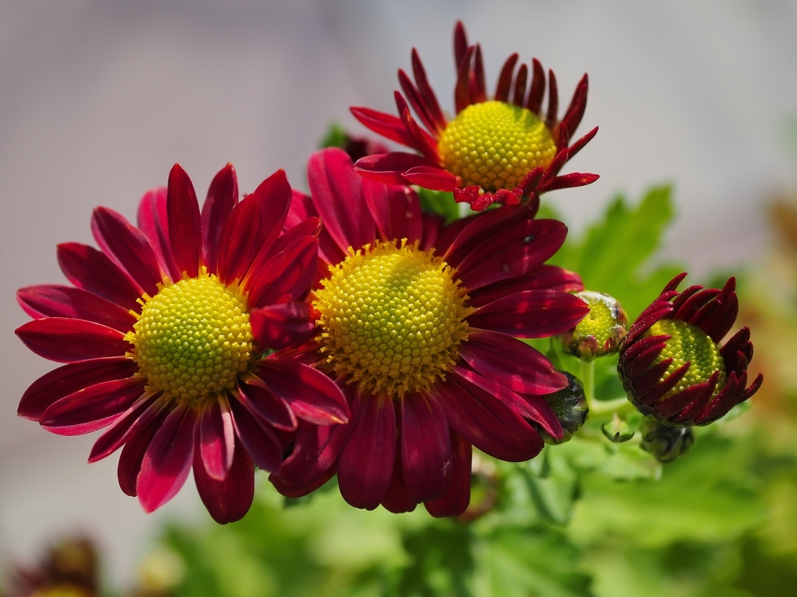 Маленькие красные цветы хризантемы