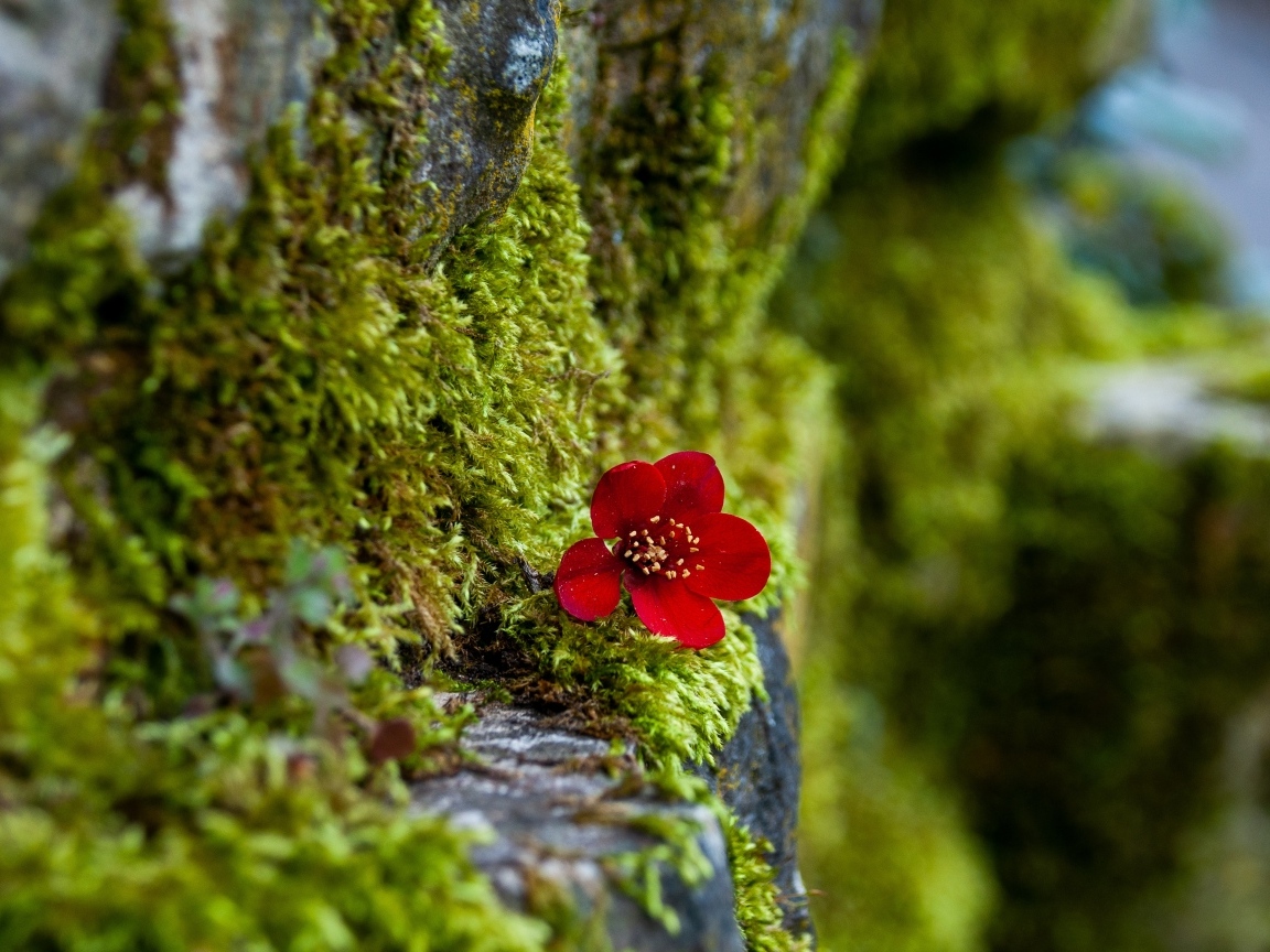 Маленький красный цветок на покрытой мхом поверхности 