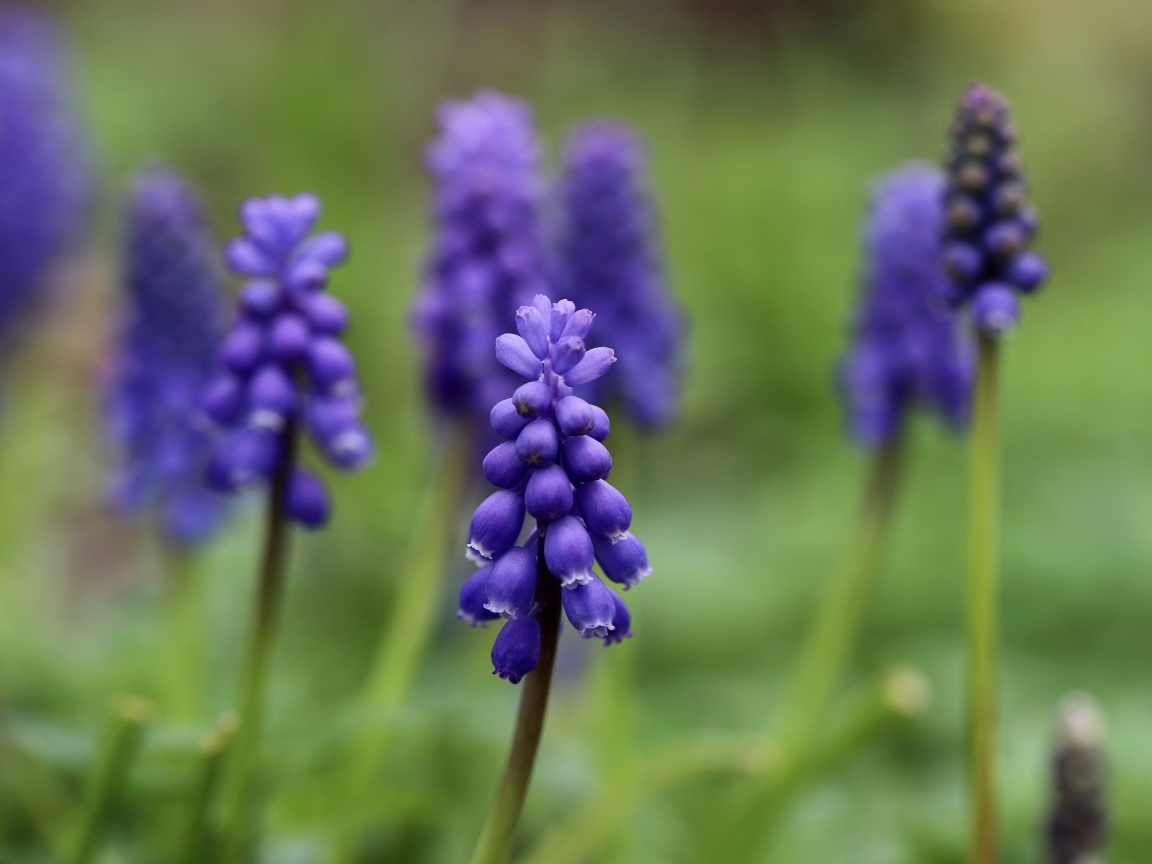 Маленькие весенние цветы мускари на зеленом фоне