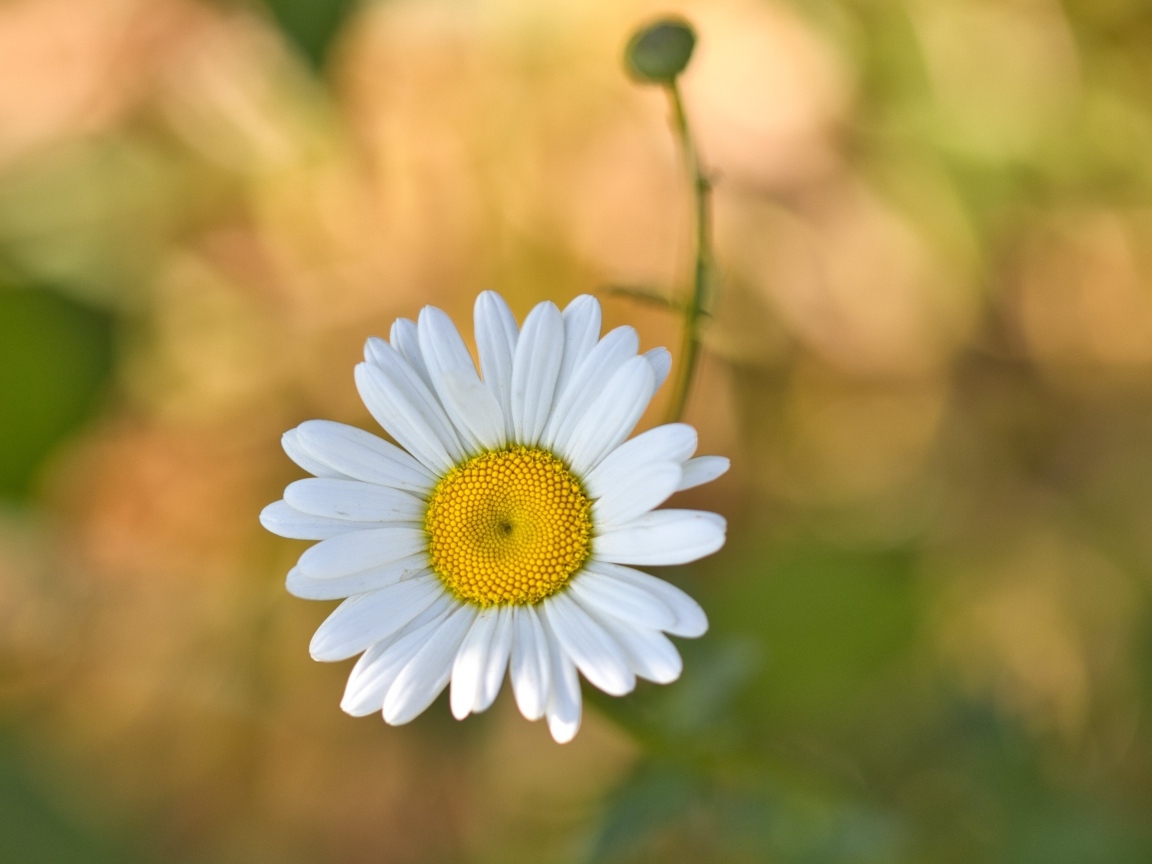 Маленькая полевая белая ромашка с бутоном