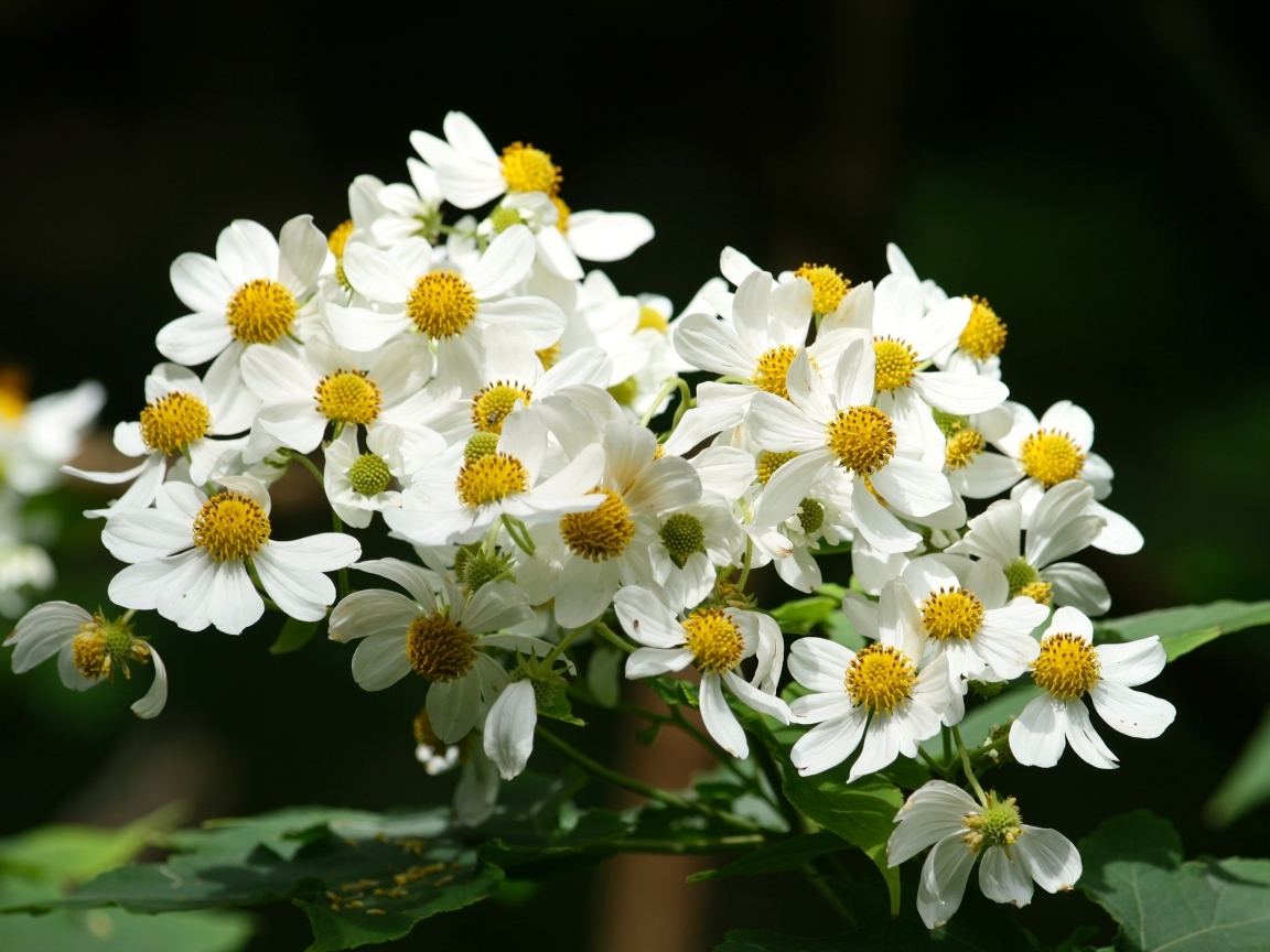 Мелкие белые цветы крупным планом