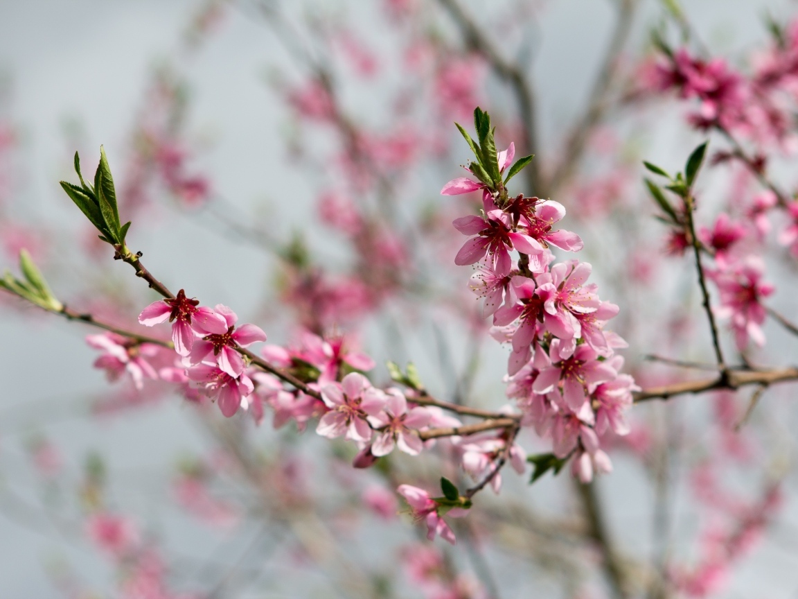 Весенние цветы персика на ветках