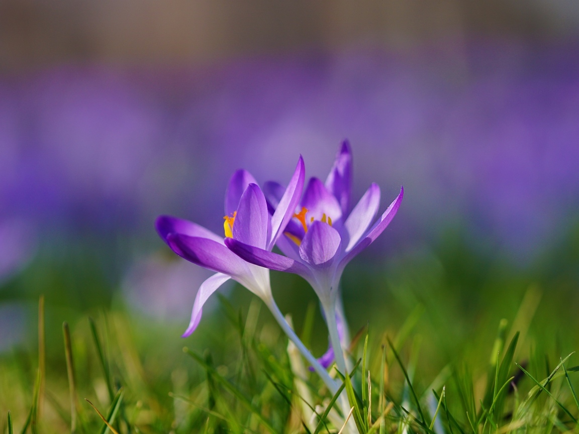 Весенние фиолетовые маленькие первоцветы крокусы