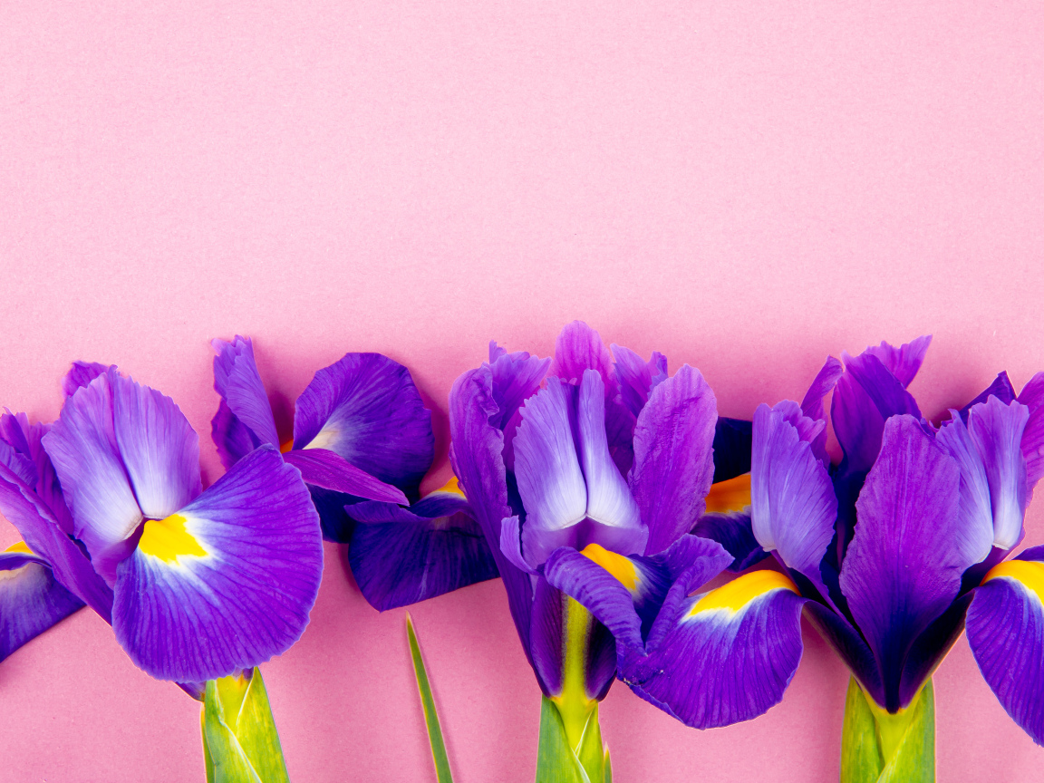 Три фиолетовых цветка ириса на розовом фоне