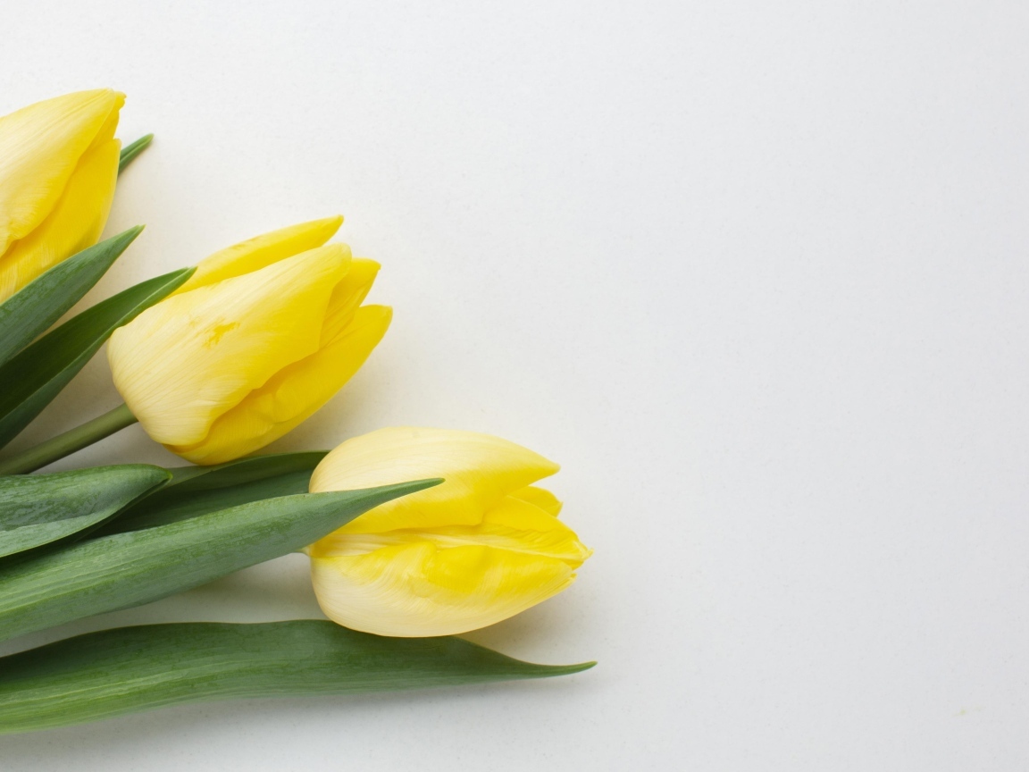 Три желтых тюльпана на сером фоне